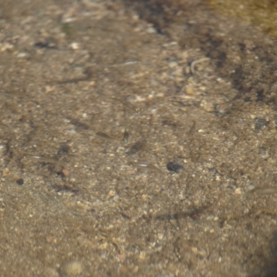 Unidentified Marine Fish Uncategorised at Batemans Marine Park - 29 May 2022 by MatthewFrawley