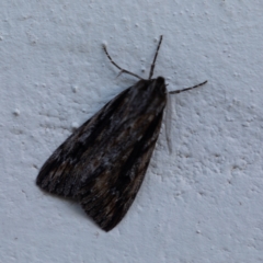 Chlenias nodosus (A geometer moth) at Crackenback, NSW - 28 May 2022 by Dalice