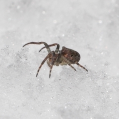 Unidentified Orb-weaving spider (several families) at Paddys River, ACT - 1 Jun 2022 by TimL