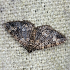 Chrysolarentia imperviata at O'Connor, ACT - 29 Mar 2021