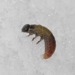 Paropsini sp. (tribe) (Unidentified paropsine leaf beetle) at Paddys River, ACT - 1 Jun 2022 by TimL