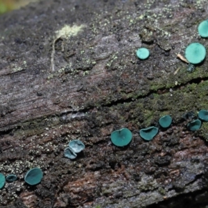 Chlorociboria at Paddys River, ACT - 1 Jun 2022 11:10 AM