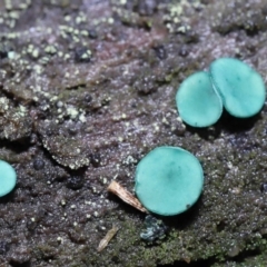 Chlorociboria at Paddys River, ACT - 1 Jun 2022