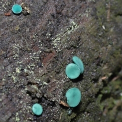 Chlorociboria at Paddys River, ACT - 1 Jun 2022 11:10 AM