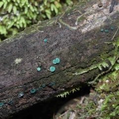 Chlorociboria at Paddys River, ACT - 1 Jun 2022