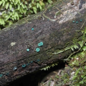 Chlorociboria at Paddys River, ACT - 1 Jun 2022 11:10 AM