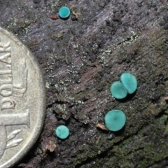 Chlorociboria at Paddys River, ACT - 1 Jun 2022