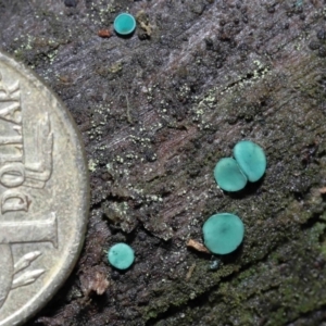 Chlorociboria at Paddys River, ACT - 1 Jun 2022