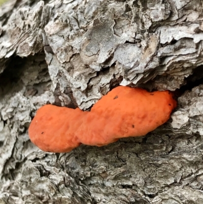 Trametes coccinea (Scarlet Bracket) at West Belconnen Pond - 1 Jun 2022 by rainer