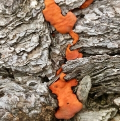 Trametes coccinea at Dunlop, ACT - 1 Jun 2022