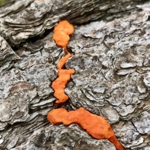 Pycnoporus coccineus at Dunlop, ACT - 1 Jun 2022