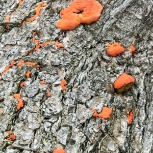 Trametes coccinea at Dunlop, ACT - 1 Jun 2022