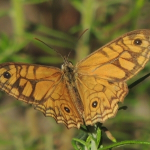 Geitoneura acantha at Paddys River, ACT - 13 Feb 2022 04:42 PM