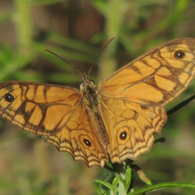 Geitoneura acantha (Ringed Xenica) at Paddys River, ACT - 13 Feb 2022 by michaelb