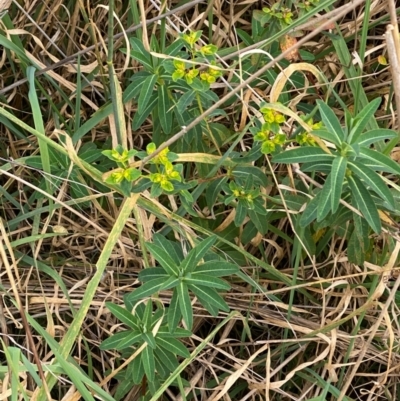 Euphorbia oblongata (Egg-leaf Spurge) at Hughes Grassy Woodland - 25 May 2022 by KL