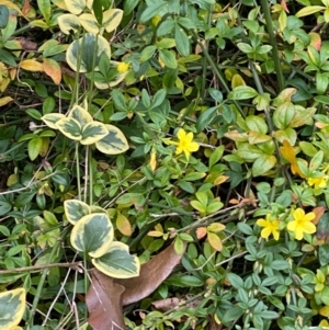 Jasminum mesnyi at Hughes, ACT - 25 May 2022 01:04 PM