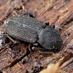 Isopteron triviale (Darkling beetle) at The Pinnacle - 2 Jun 2022 by trevorpreston