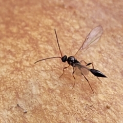 Unidentified Parasitic wasp (numerous families) (TBC) at The Pinnacle - 2 Jun 2022 by trevorpreston