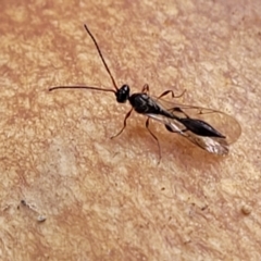 Diapriidae (family) at Weetangera, ACT - 2 Jun 2022