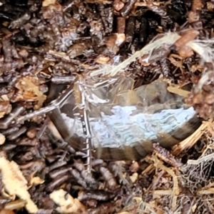 Amphipod (order Amphipoda, family Talitridae) at Weetangera, ACT - 2 Jun 2022