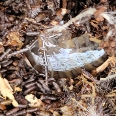 Amphipod (order Amphipoda, family Talitridae) at Weetangera, ACT - 2 Jun 2022