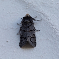 Zyganisus fulvicollis (A Wood moth) at Crackenback, NSW - 27 May 2022 by Dalice