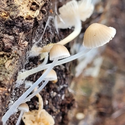 Mycena sp. (genus) (Mycena) at Weetangera, ACT - 2 Jun 2022 by trevorpreston
