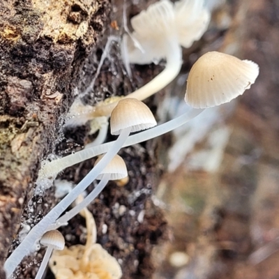 Mycena sp. (Mycena) at Weetangera, ACT - 2 Jun 2022 by trevorpreston