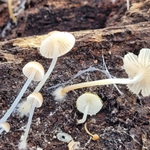 Mycena sp. at Weetangera, ACT - 2 Jun 2022