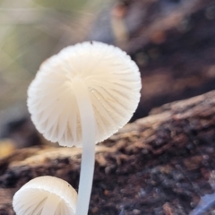 Mycena sp. at Weetangera, ACT - 2 Jun 2022