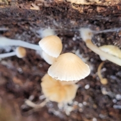 Mycena sp. at Weetangera, ACT - 2 Jun 2022