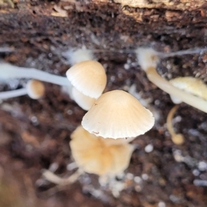 Mycena sp. at Weetangera, ACT - 2 Jun 2022 03:32 PM