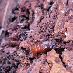 Blattodea sp. (order) (Unidentified cockroach) at Weetangera, ACT - 2 Jun 2022 by trevorpreston