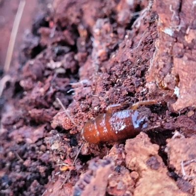 Blattodea (order) (Unidentified cockroach) at The Pinnacle - 2 Jun 2022 by trevorpreston