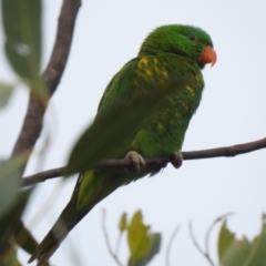 Trichoglossus chlorolepidotus (Scaly-breasted Lorikeet) at Hawks Nest, NSW - 2 Jun 2022 by GlossyGal