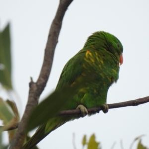 Trichoglossus chlorolepidotus at Hawks Nest, NSW - 2 Jun 2022 11:31 AM