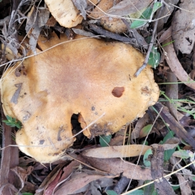 Unidentified Cap on a stem; gills below cap [mushrooms or mushroom-like] at Weetangera, ACT - 2 Jun 2022 by trevorpreston