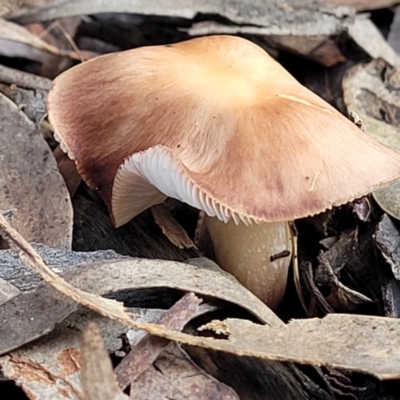 Unidentified Cap on a stem; gills below cap [mushrooms or mushroom-like] at Weetangera, ACT - 2 Jun 2022 by trevorpreston