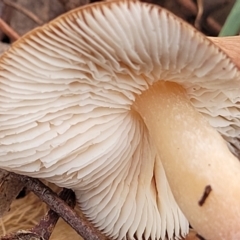 zz agaric (stem; gills white/cream) at Weetangera, ACT - 2 Jun 2022