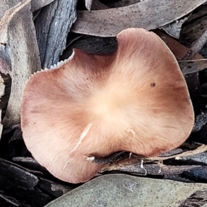 zz agaric (stem; gills white/cream) at Weetangera, ACT - 2 Jun 2022