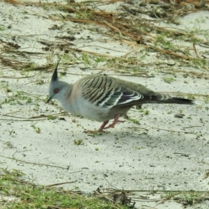 Ocyphaps lophotes at Hawks Nest, NSW - 2 Jun 2022