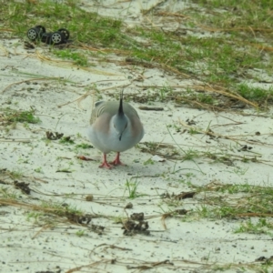 Ocyphaps lophotes at Hawks Nest, NSW - 2 Jun 2022