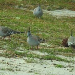 Ocyphaps lophotes at Hawks Nest, NSW - 2 Jun 2022