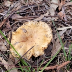 Unidentified Cap on a stem; gills below cap [mushrooms or mushroom-like] (TBC) at The Pinnacle - 2 Jun 2022 by trevorpreston