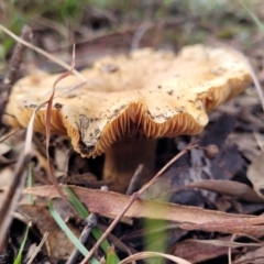 zz agaric (stem; gills not white/cream) at Weetangera, ACT - 2 Jun 2022