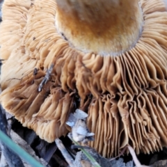 zz agaric (stem; gills not white/cream) at Weetangera, ACT - 2 Jun 2022