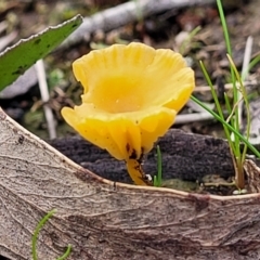 Lichenomphalia chromacea (Yellow Navel) at The Pinnacle - 2 Jun 2022 by trevorpreston