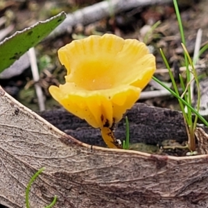 Lichenomphalia chromacea at Weetangera, ACT - 2 Jun 2022