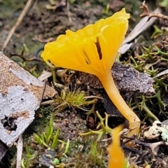 Lichenomphalia chromacea at Weetangera, ACT - 2 Jun 2022