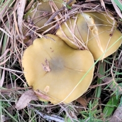 Cortinarius sp. (Cortinarius) at Weetangera, ACT - 2 Jun 2022 by trevorpreston